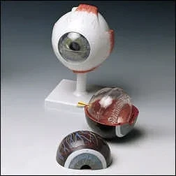Anatomical Chart Company Classic Human Eye Model – F-10