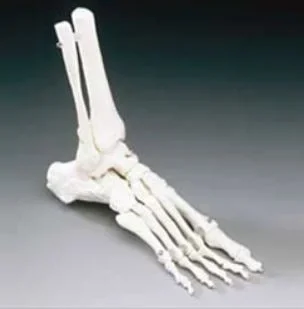 Anatomical Chart Company Elastic Foot Model Life Size Plastic – OS31E