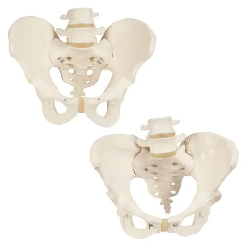 Anatomy Set Bone Pelvis – 8000838