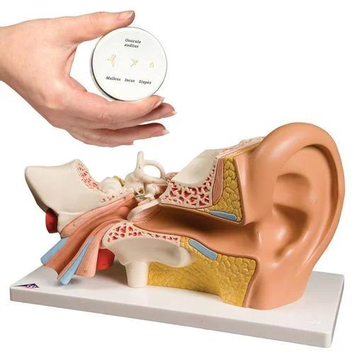 Anatomy Set Ear – 8000844