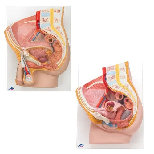 Anatomy Set Pelvis – 8000837