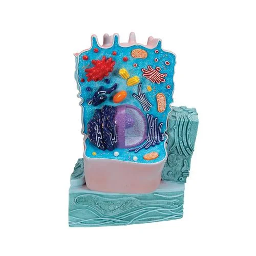 Animal Cell Model – 1000523