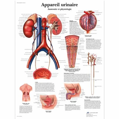 Appareil urinaire, Anatomie et physiologie – 1001729