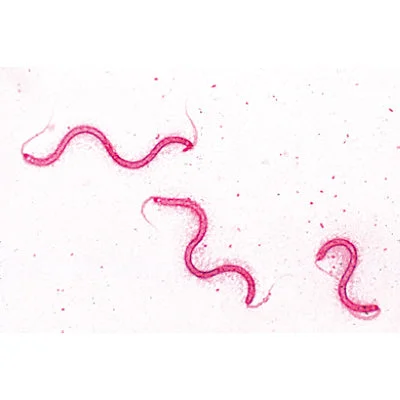 Bacteria, Basic Set – Portuguese Slides – 1003886