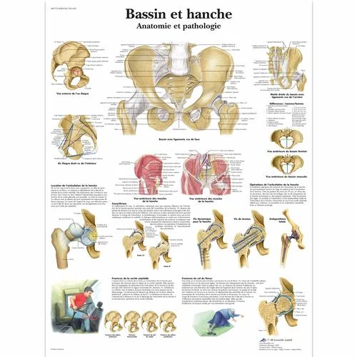 Bassin et hanche – Anatomie et pathologie – 1001650
