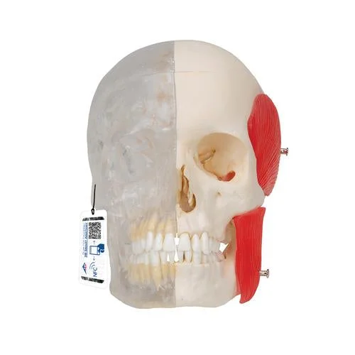 BONElike Human Skull Model, Half Transparent & Half Bony, 8 part – 3B Smart Anatomy – 1000063