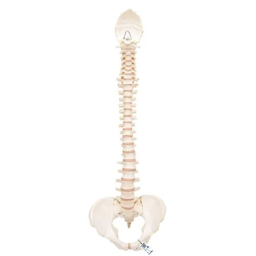 BONElike Human Vertebral Column Model – 3B Smart Anatomy – 1000157