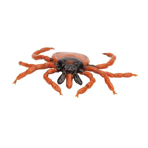 Castor Bean Tick (Ixodes ricinus), Model – 1000525