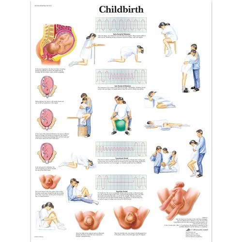 Childbirth Chart – 4006704