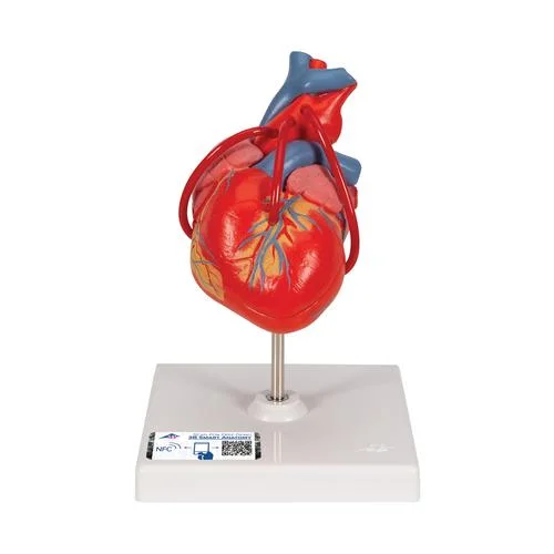 Classic Human Heart Model with Bypass, 2 part – 3B Smart Anatomy – 1017837