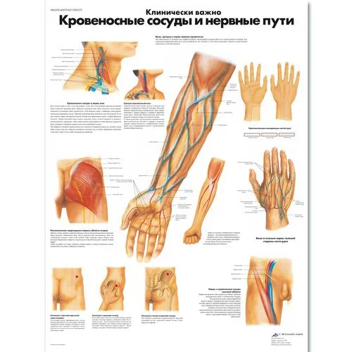 Clinically Important Blood Vessel and Nerve Pathways Chart – 1002272