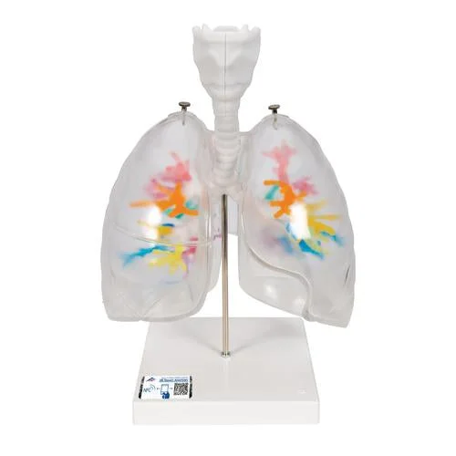 CT Bronchial Tree Model with Larynx & Transparent Lungs – 3B Smart Anatomy – 1000275