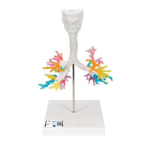 CT Bronchial Tree Model with Larynx – 3B Smart Anatomy – 1000274