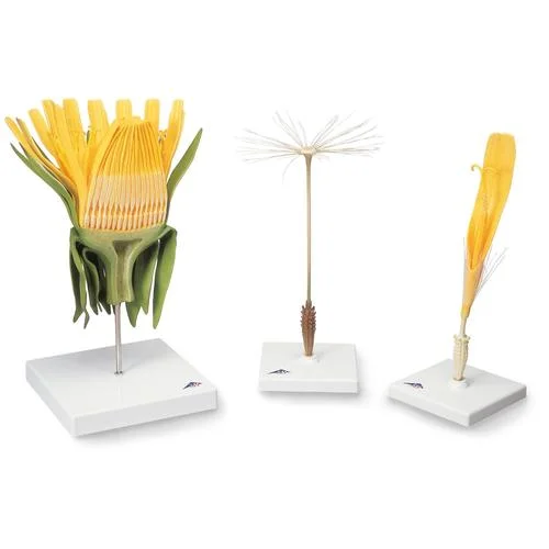 Dandelion Flower (Taraxum officinale), Model – 1000532