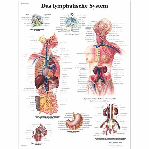 Das Lymphatische System – 4006605