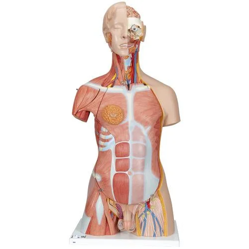 Deluxe Dual Sex Human Muscle Torso Model, 31 part – 3B Smart Anatomy – 1000203