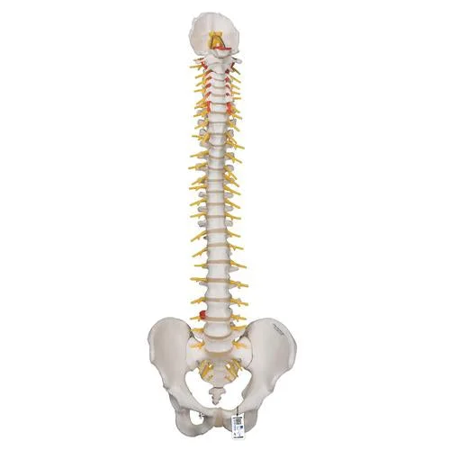 Deluxe Flexible Human Spine Model with Sacral Opening – 3B Smart Anatomy – 1000125