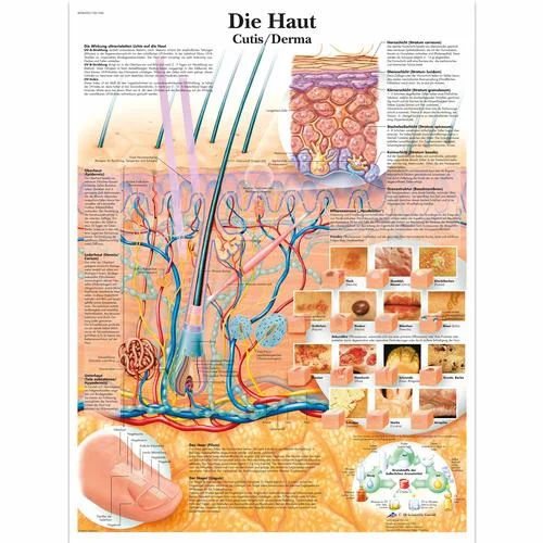 Die Haut – 4006590