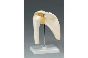 Dynatronics Skeleton Shoulder Model Life Size – ARM80