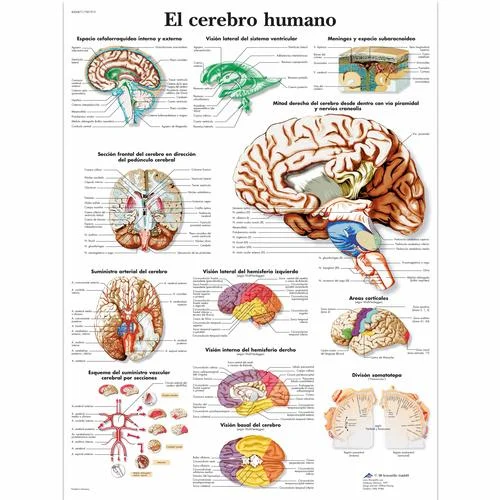 El cerebro humano – 4006871