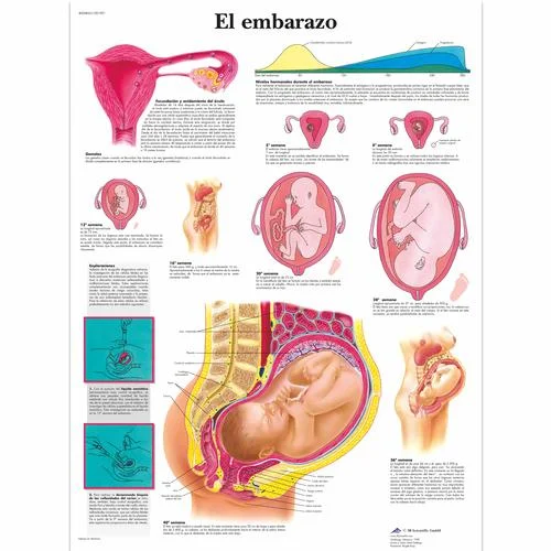 El embarazo – 1001901
