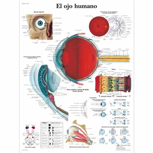 El ojo humano – 4006828