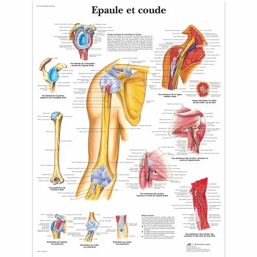 Epaule et coude – 1001646