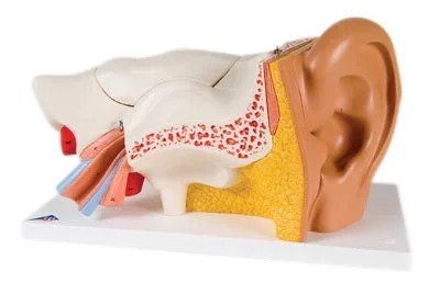 Fabrication Enterprises 3B Classic Deluxe 6 Part Ear Model 4 lbs. – 973708