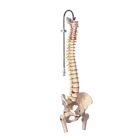 Fabrication Enterprises 3B Scientific Flexible Spine Model 3.9 lbs. – 983204