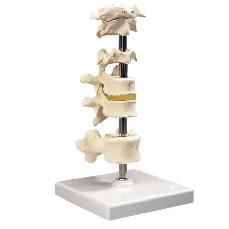 Fabrication Enterprises 6 Mounted Vertebrae Model 4 lbs. – 983935