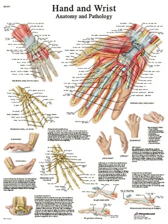 Fabrication Enterprises Anatomical Chart Hand and Wrist 20 X 27 Inch Laminated – 12-4609L