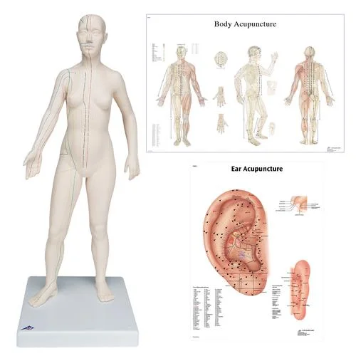 Female Acupuncture model with body and ear charts – 3011936