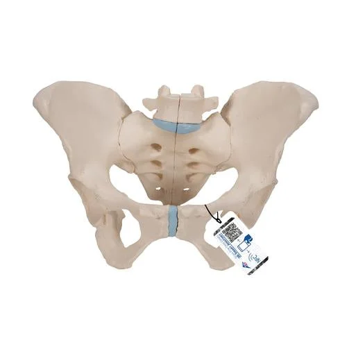 Female Pelvis Skeleton Model, 3 part – 3B Smart Anatomy – 1000285