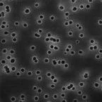 Fisher Scientific Millipore Isopore Polycarbonate Membrane Filters, 0.4um, 142mm, 50/pk