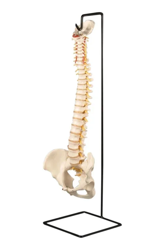 Flexible Vertebral Column with Stand 18-1/2″ by Anatomical Chart Company