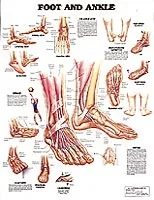 Foot & Ankle Chart 20″ x 26″ by Anatomical Chart Company