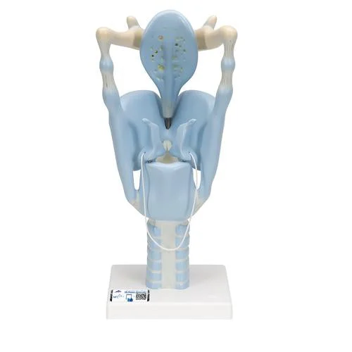 Functional Human Larynx Model, 3 times Full-Size – 3B Smart Anatomy – 1001242