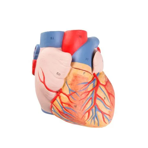 G15: Replacement Heart – 1017297