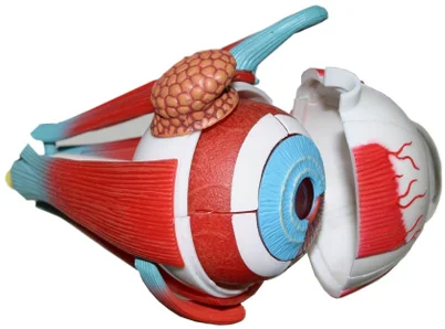 Good-Lite 2-inch Eye Model with Muscles