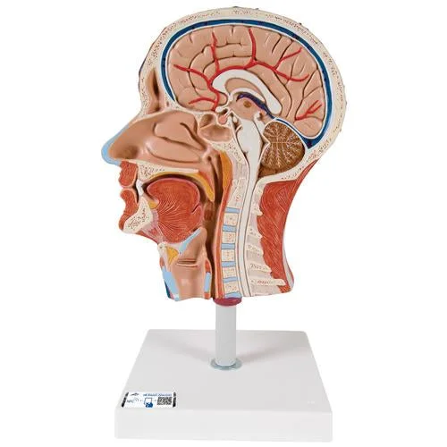 Half Head Model with Neck, Muscles, Blood Vessels & Nerve Branches – 3B Smart Anatomy – 1000221