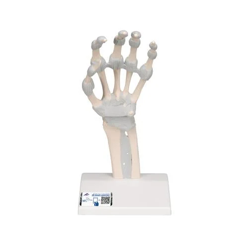 Hand Skeleton Model with Elastic Ligaments – 3B Smart Anatomy – 1013683