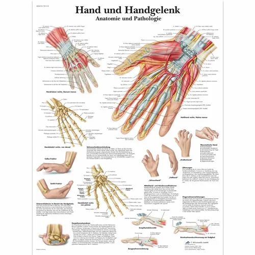 Hand und Handgelenk – Anatomie und Pathologie – 4006576