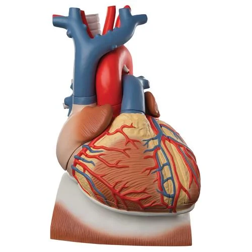 Heart and Diaphragm Model, 3 times Life-Size, 10 part – 3B Smart Anatomy – 1008547
