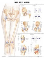 Hip And Knee Chart