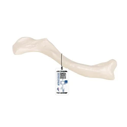 Human Clavicle Model – 3B Smart Anatomy – 1019376