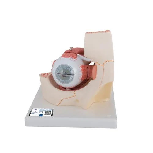 Human Eye Model, 3 times Full-Size, 7 part – 3B Smart Anatomy – 1000258