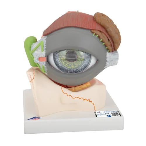Human Eye Model, 5 times full-size, 8 part – 3B Smart Anatomy – 1000257