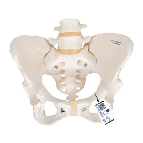 Human Female Pelvic Skeleton Model – 3B Smart Anatomy – 1000134