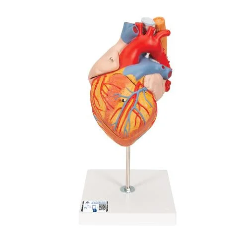Human Heart Model with Esophagus and Trachea, 2 times Life-Size, 5 part – 3B Smart Anatomy – 1000269