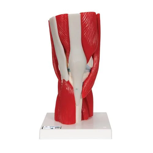 Human Knee Joint Model with Removable Muscles, 12 part – 3B Smart Anatomy – 1000178